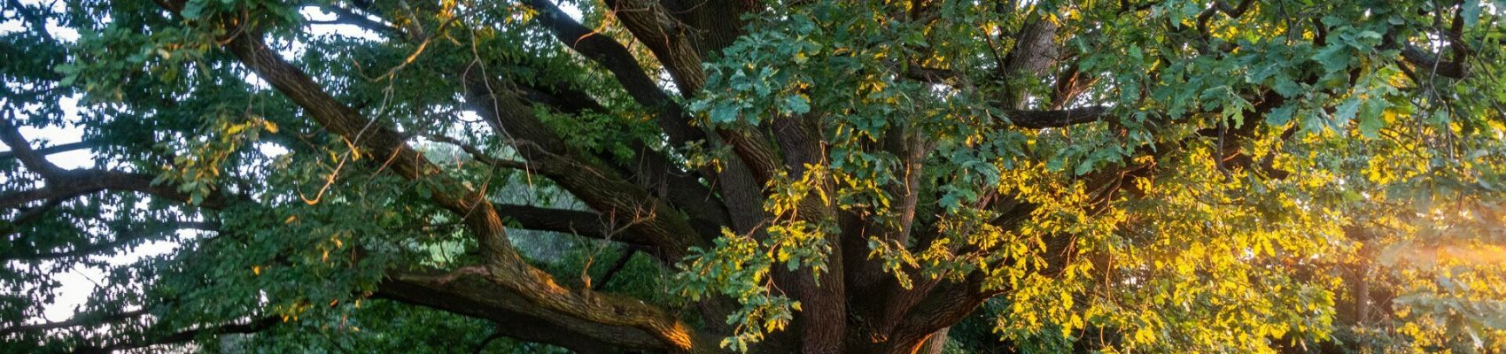 300-year-old oak  