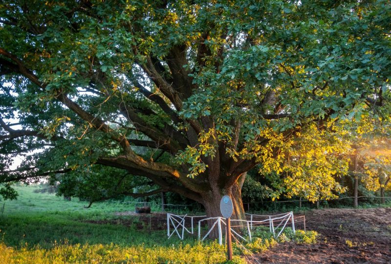 The region’s oldest protected tree